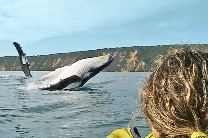 Humpback whale playing