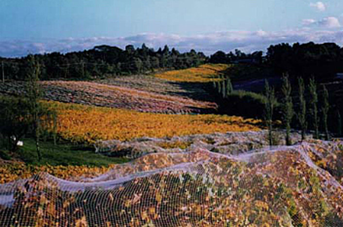 Autumnal Vineyards