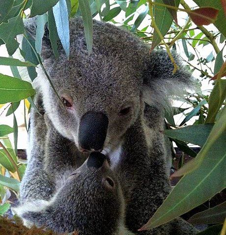 Koala