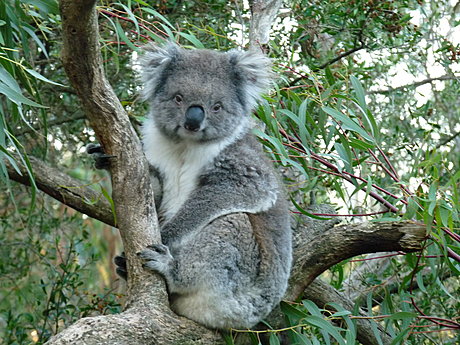 Koala Conservation Centre