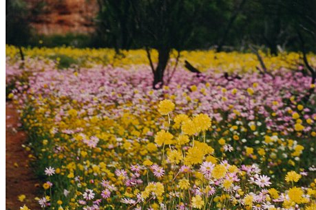 Wildflowers