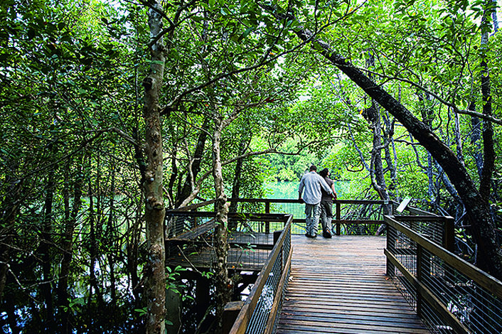 Rainforest Boardwalk