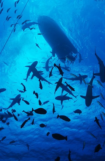 Sharks at North Horn, Osprey Reef