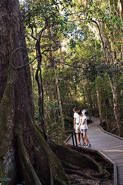 Scenic Rim rainforest