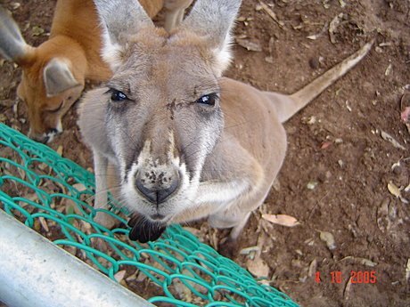 Friendly Wildlife