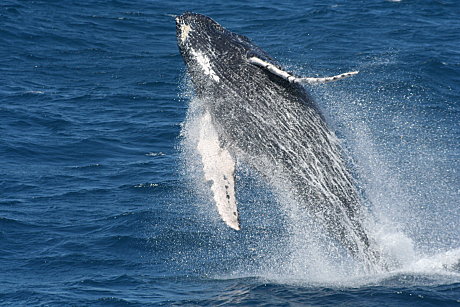 Humpback Whale