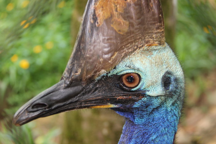 Cassowary