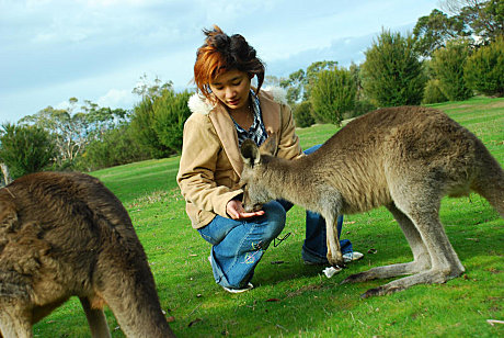 Hand Feed Kangaroos