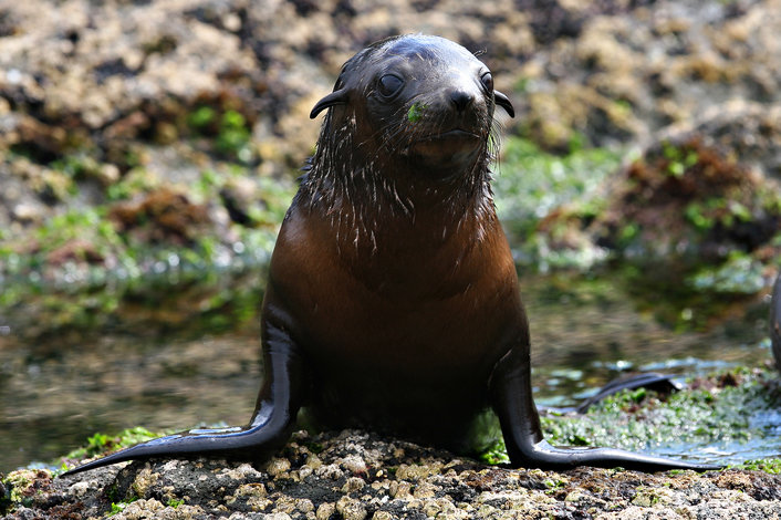 Seal Pups