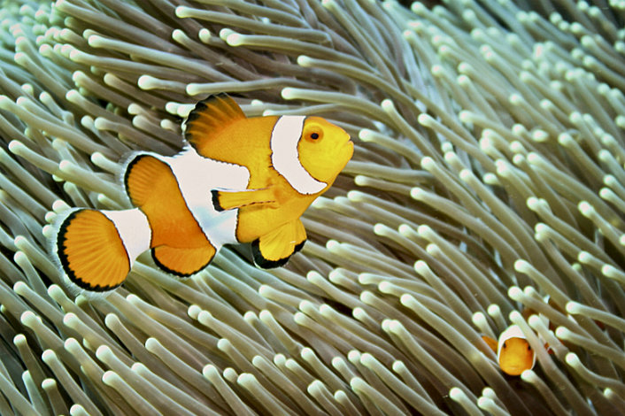It Nemo! An Anenome Fish.