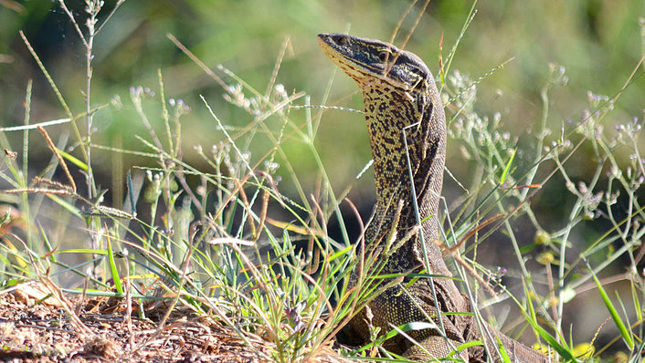 Monitor (Yellow Spotted)