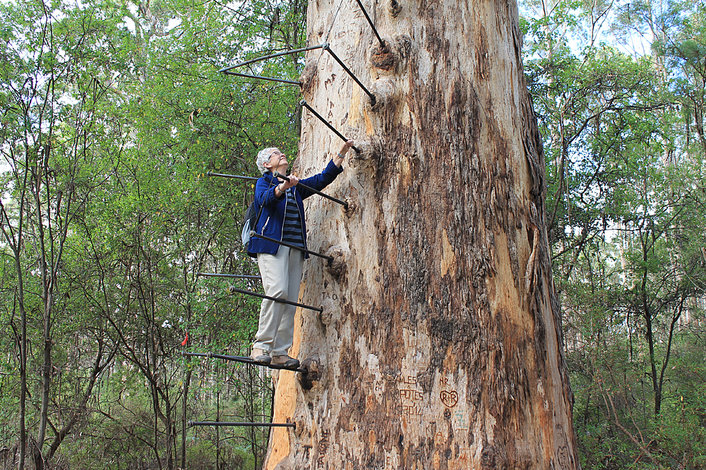 The Gloucester Tree in Pemberton