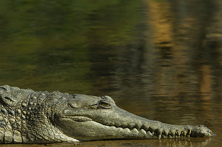 Crocodile 