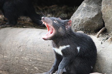 Tasmanian Devil