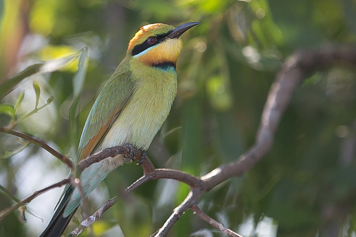 Rainbow Bee Eater