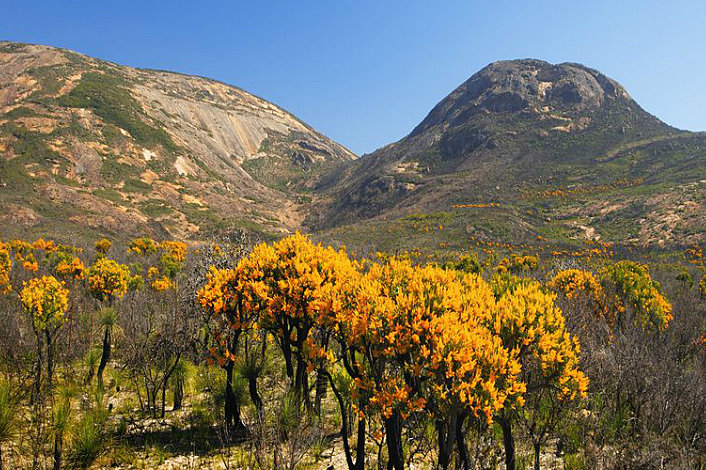 Western Australian Christmas Trees