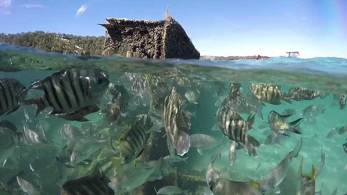 Tangalooma Wrecks Snorkeling and Fish Feeding tour