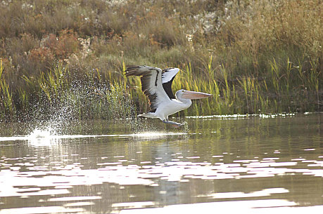 River Murray