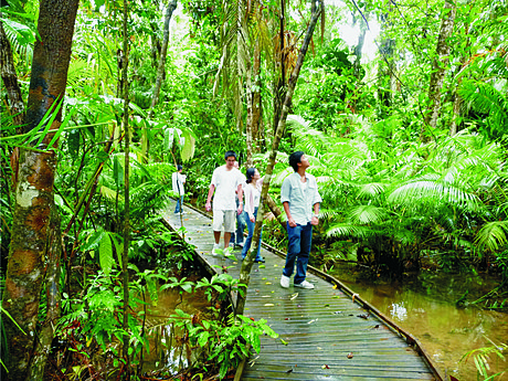 Rainforest Boardwalk