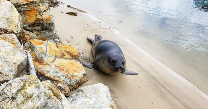 Elephant Seal on Bruny Island