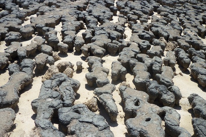 stromatolites