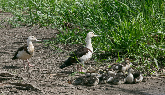 Radja Shelduck and chicks