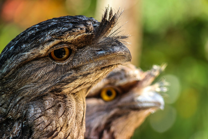 Tawny frogmouths at Moonlit Sanctuary