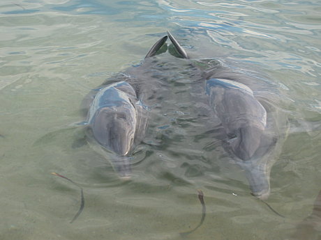 Dolphins