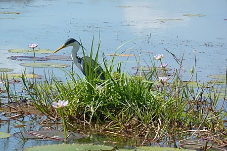 Murray River Wetlands