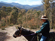 The Lookout