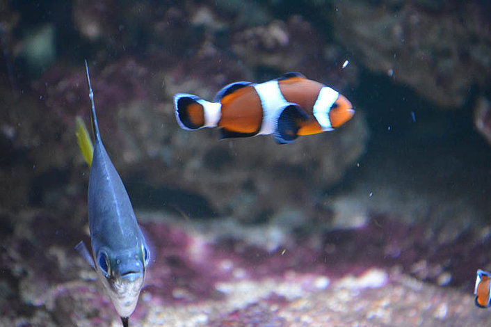 Territory Wildlife Park Clown Fish