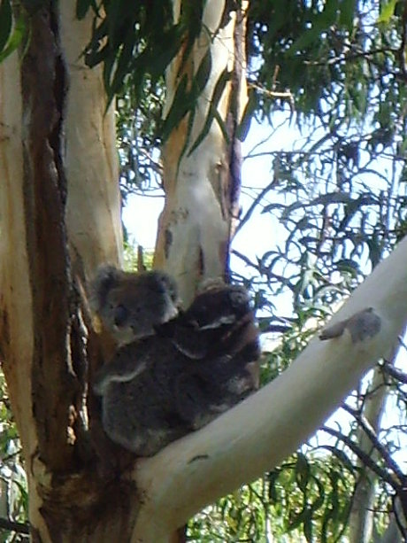 KOALA 