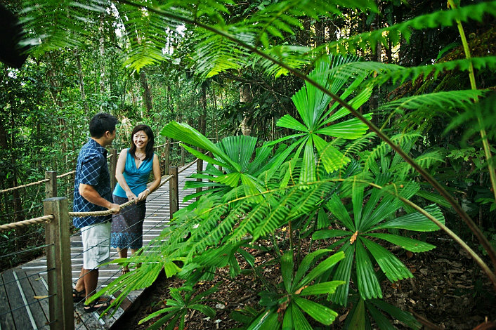 Rainforest Boardwalk