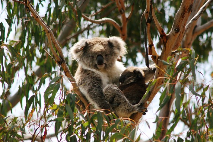 Koala