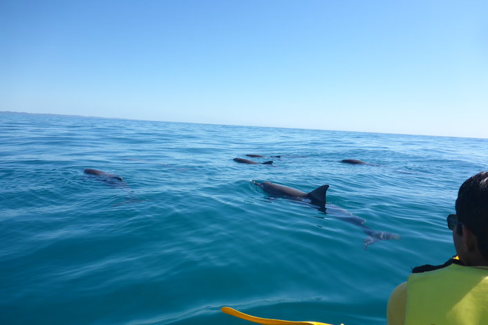 Wild dolphins passing by