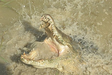 Saltwater crocodile