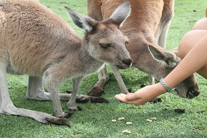 Caversham Wildlife Park