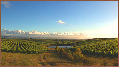 Overlooking the Vines