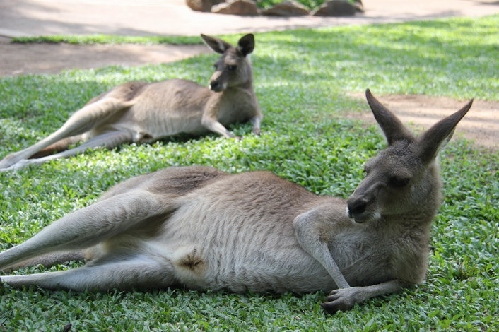 two kangaroos lying on the grass