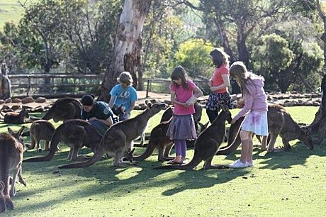 HANDFEED KANGAROOS