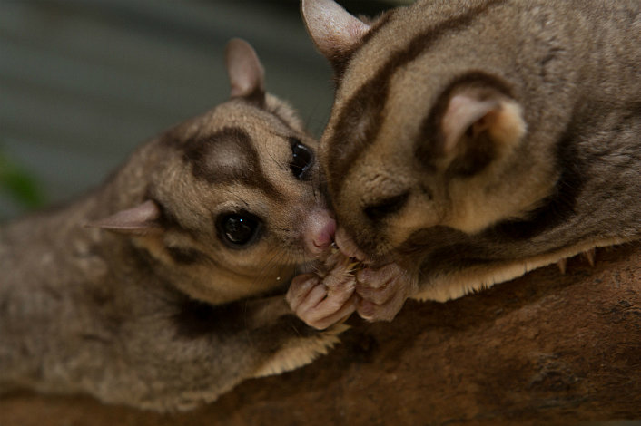 Possum