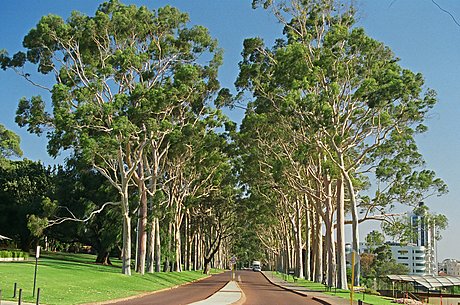 Gum Trees