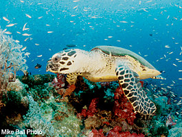 Turtles galore