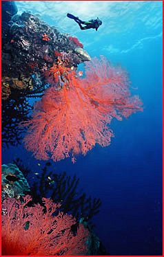 Gorgonian fans, Coral Sea