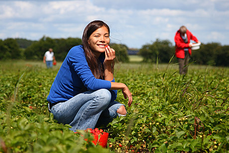 Lady eating strawberries