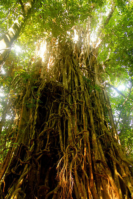 CLOHSEY RIVER FIG