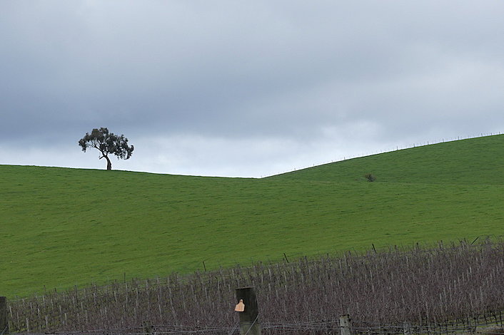 Views of the Yarra Valley