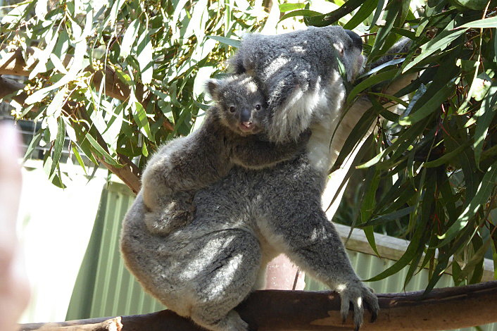 Featherdale Wildlife Park