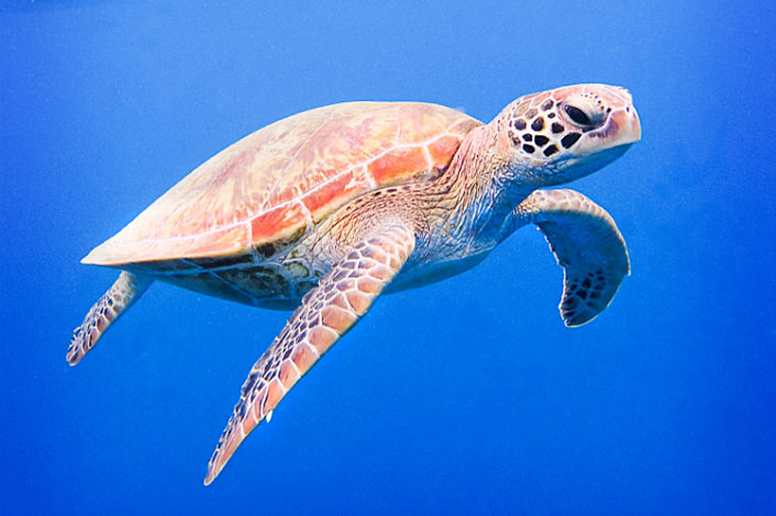 Sea Turtle in the deep blue of the Coral Sea.