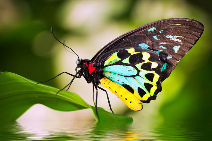  Cairns Birdwing - Australian Butterfly Sanctuary 